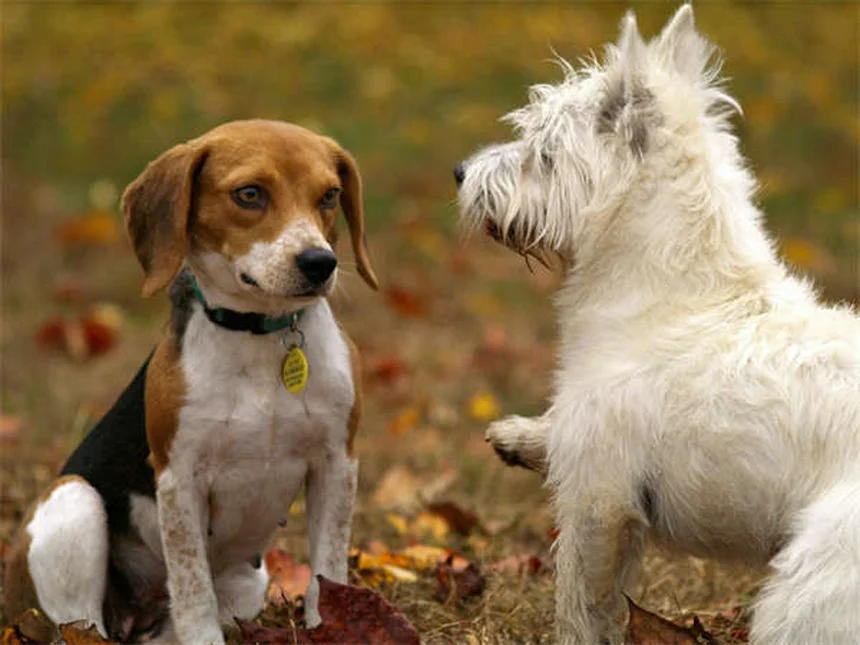 ピットブルと賃貸で困ってる？犬種制限を突破する3つのコツ