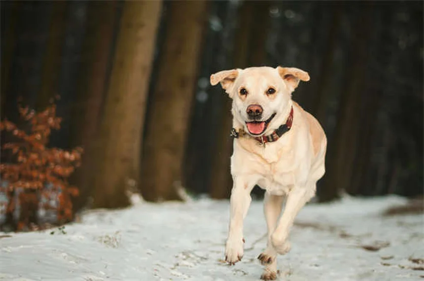 子犬のお散歩デビューはいつ？ワクチン完了時期と安全な社会化のコツ
