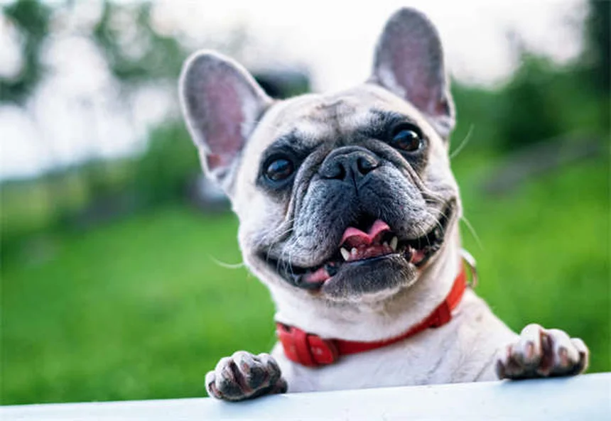 犬の傷を舐めさせるのは危険！治すには乾燥が大事な理由