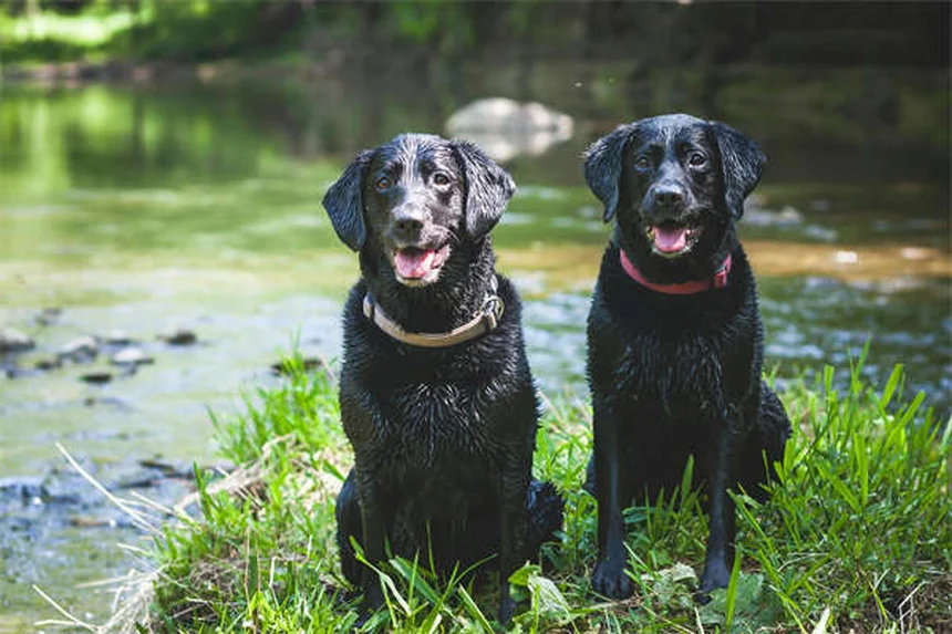 犬にPedialyteは危険？与えるリスクと正しい対処法を解説