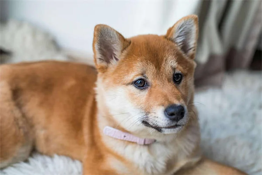 犬の趾間皮膚炎（Pododermatitis）とは？症状と原因を徹底解説