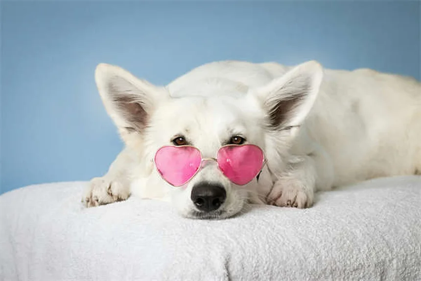 犬の趾間皮膚炎（Pododermatitis）とは？症状と原因を徹底解説