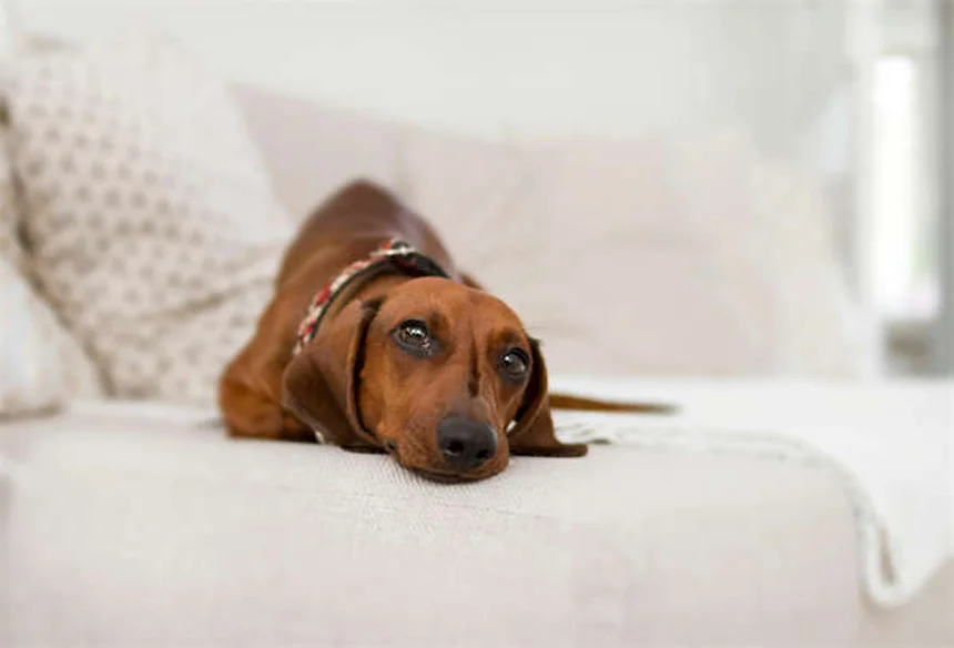 ペット安楽死費用のリアル：犬猫の診察から火葬まで徹底解説