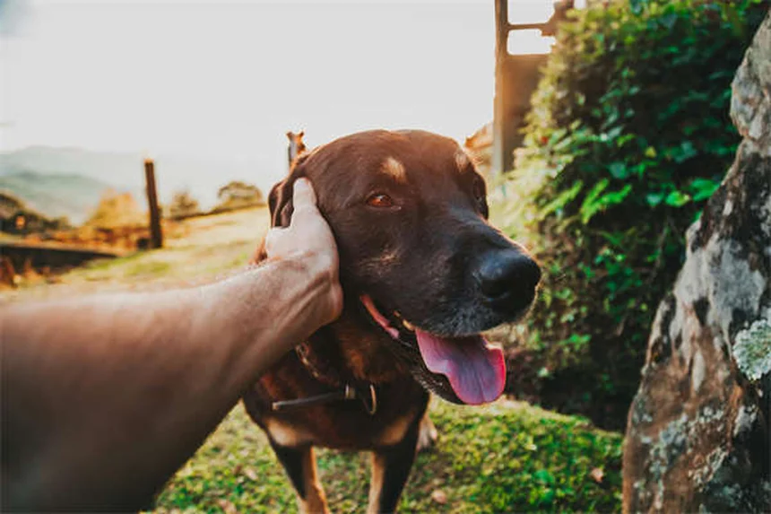 オキサゼパムってどんな薬？犬の不安に効く正しい使い方と副作用