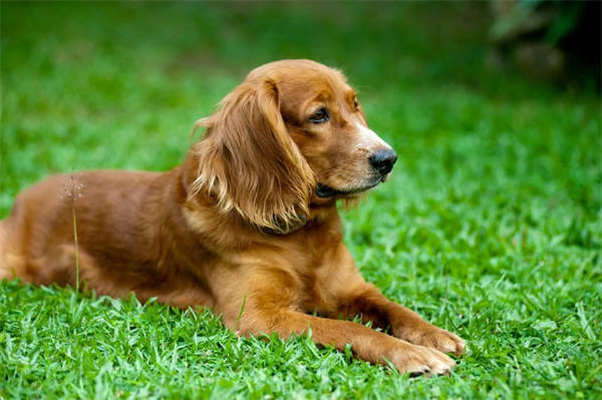 プラジカンテルとは？犬・猫の条虫駆除薬の効果と注意点