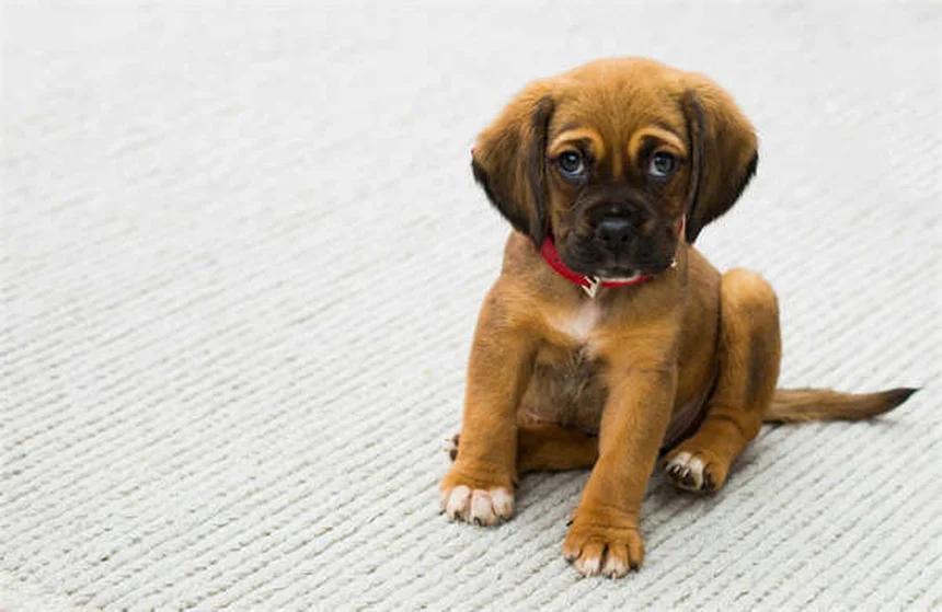 犬の平熱の基本と測り方を解説！知っておくべき5つのポイント