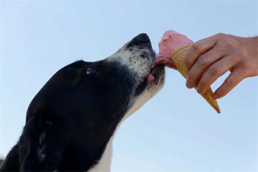 愛犬のマナーを改善する「お願い」トレーニングのたった3つの簡単ステップ