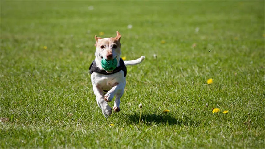 正しい犬の撫で方、知ってる？初めて会う犬とも仲良くなれる4つのステップ