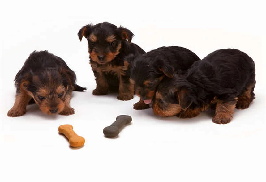 愛犬の命を守る！自宅でできる健康チェック法