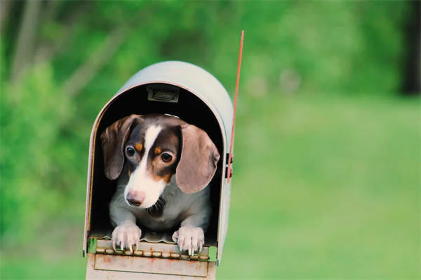 愛犬をクリスマスツリーの危険から守る！プロが教える5つの安全対策