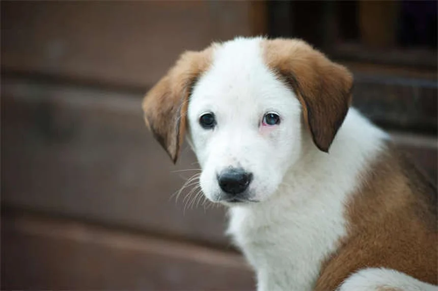 犬の吠え声7つの原因と正しい対処法を経験者が解説