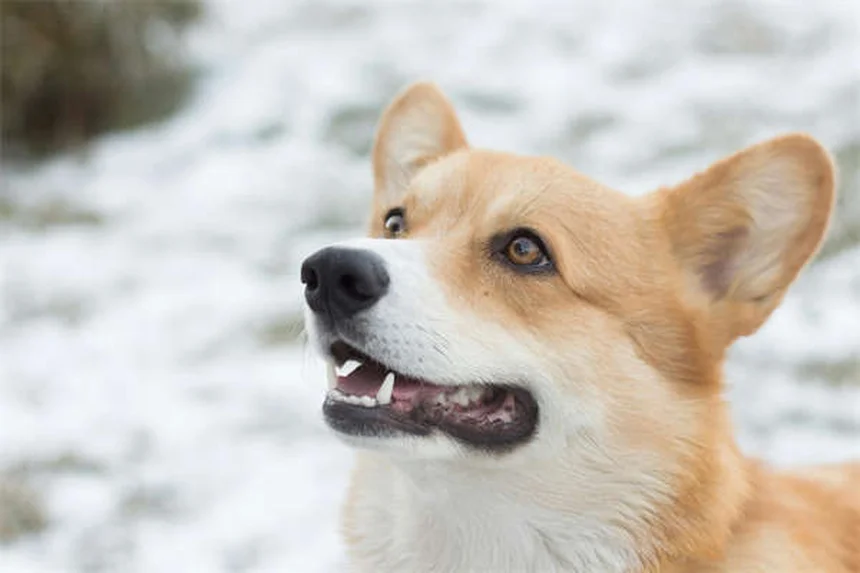 犬の吠え声7つの原因と正しい対処法を経験者が解説