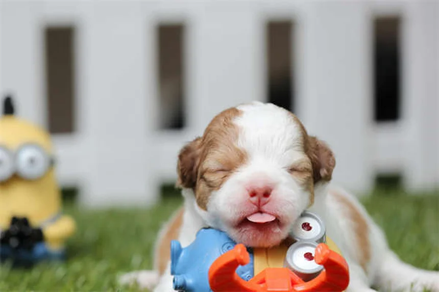 犬にカシューナッツを与える前に知っておきたい5つの注意点