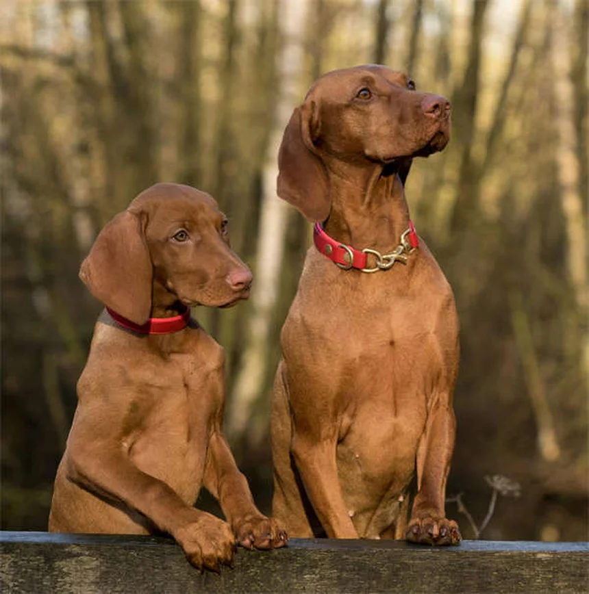 犬にカシューナッツを与える前に知っておきたい5つの注意点