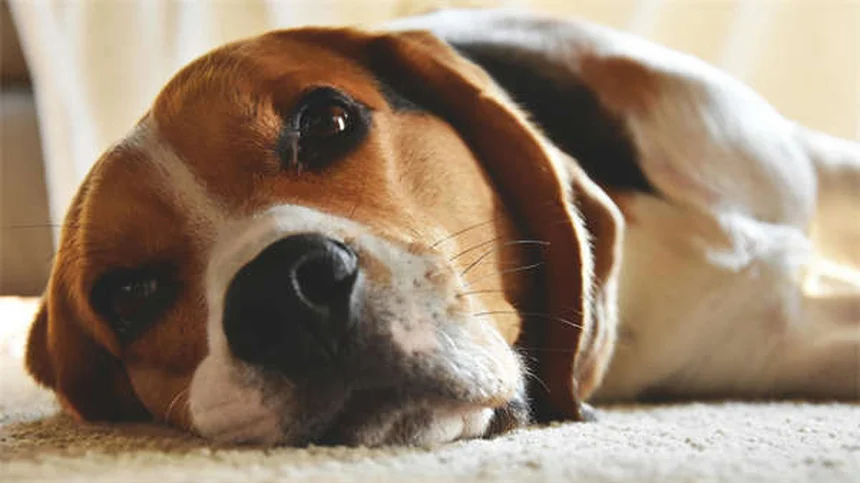 一匹狼な犬の原因と正しい付き合い方【体験談】