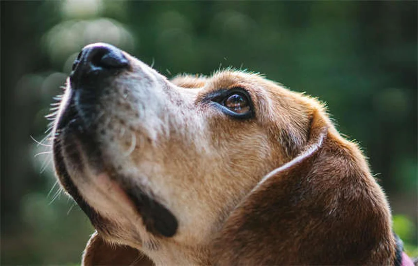 愛犬の腎臓病食事ガイド：実体験から学ぶ選び方と注意点