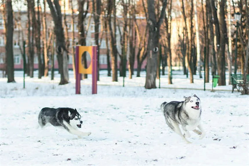 愛犬の腎臓病食事ガイド：実体験から学ぶ選び方と注意点