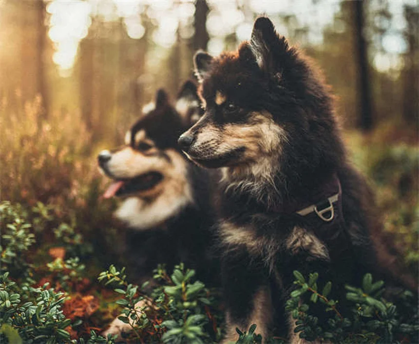 ペットのカビ中毒、5つの予防習慣で愛犬・愛猫を守る