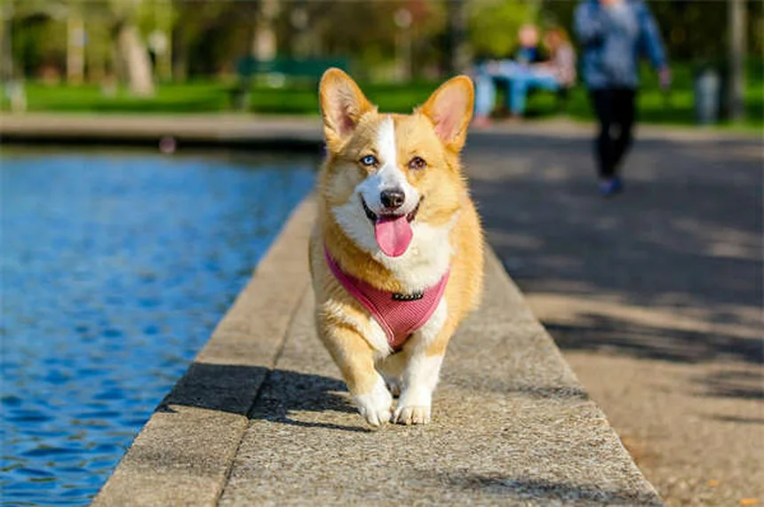 ペットのカビ中毒、5つの予防習慣で愛犬・愛猫を守る