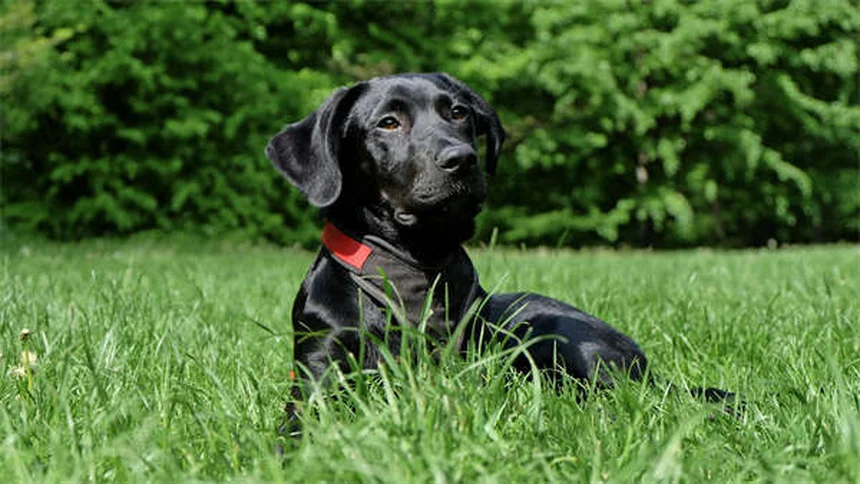 犬が顔を舐める5つの理由 愛情だけじゃない真実と正しい対処法