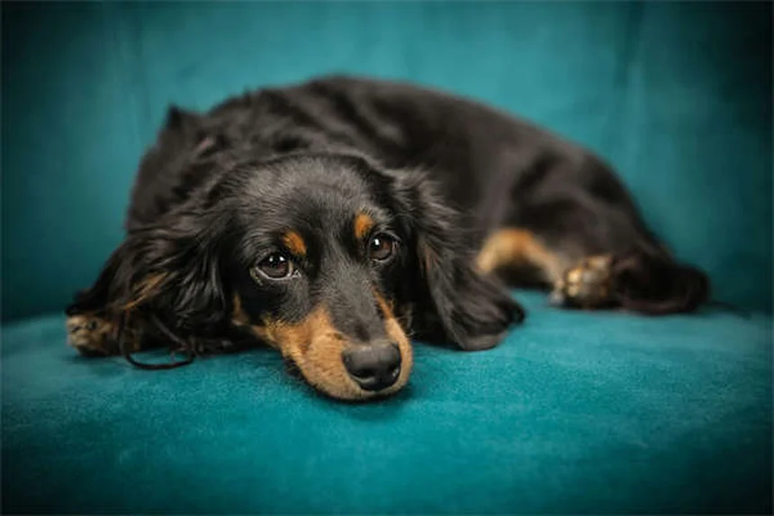 犬の癌の症状と治療法、飼い主が知るべき全知識