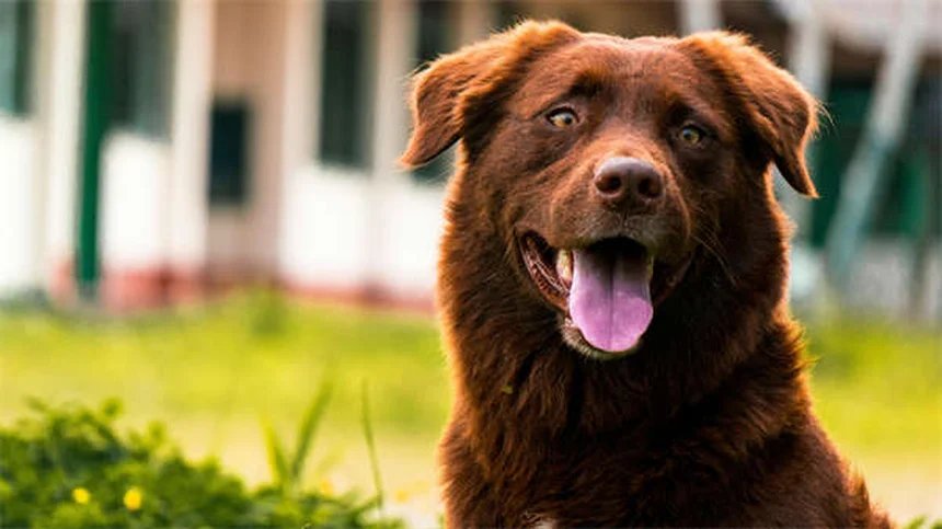 うんち処理で困らない！犬のうんちを簡単に拾う3つの秘訣