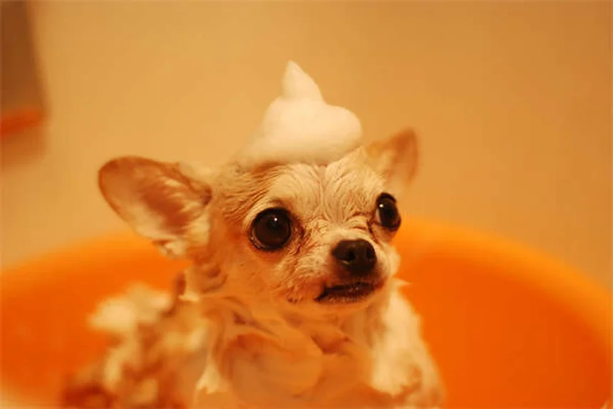 大型犬がかかりやすい病気や適切な運動量は？知っておくべき全知識