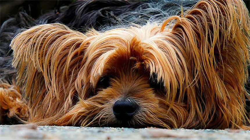 犬の黒蝿の刺し傷、正しい見分け方と対策