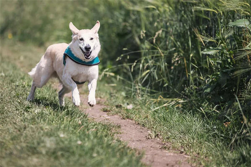 馬の脳炎予防にワクチンが必須な理由と飼い主が知っておくべき3つのこと