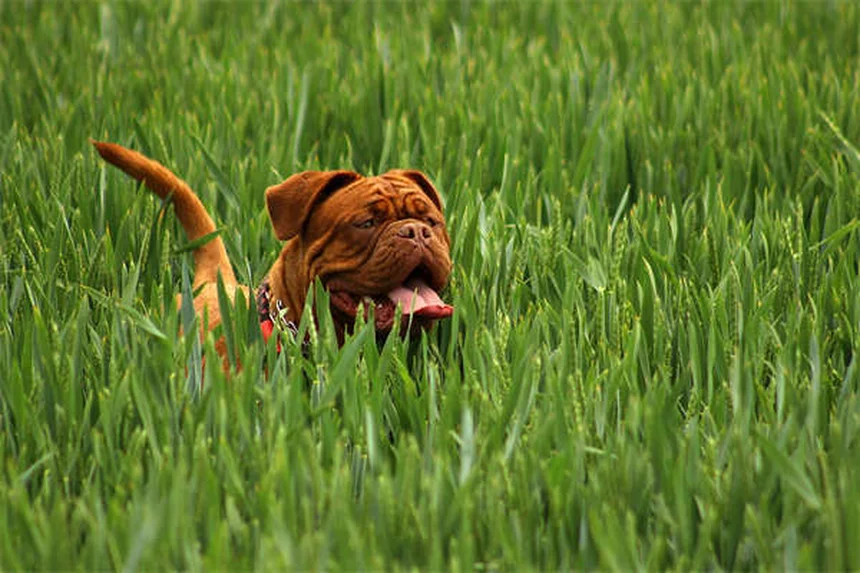 猫派でも飼える犬種7選｜猫みたいな性格で人気