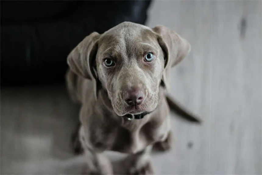 犬の夜間視力：人間より優れている3つの秘密と知っておくべき真実