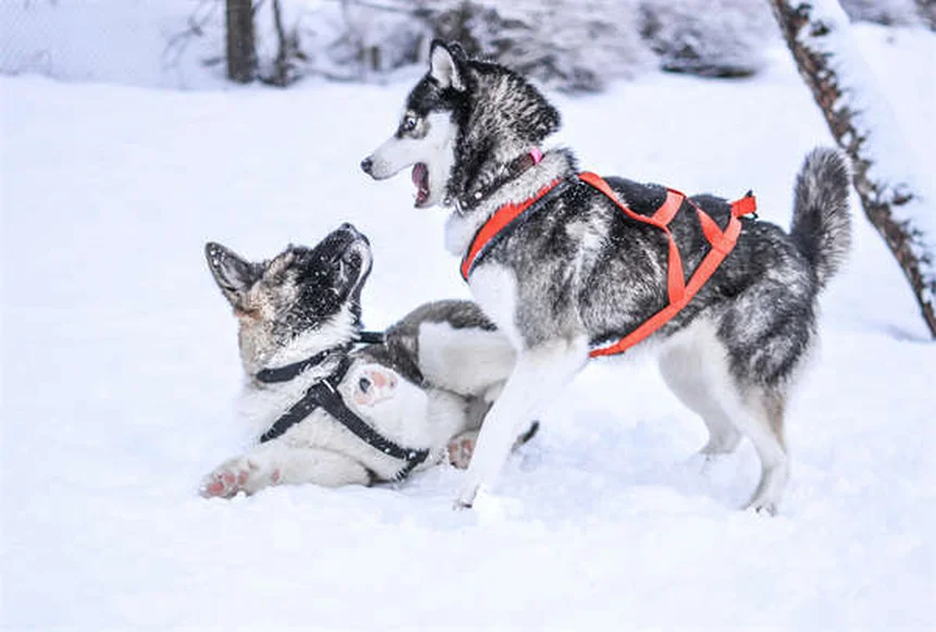 犬の夜間視力：人間より優れている3つの秘密と知っておくべき真実
